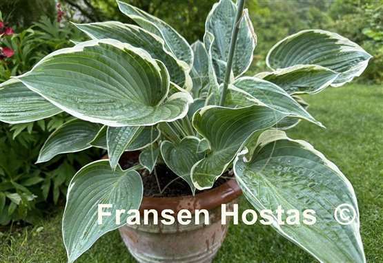 Hosta And You and I